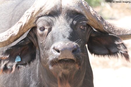 Cape Buffalo [2] on Safari Tour