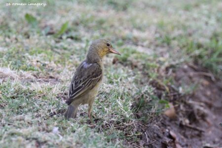 Cape Canary on the Intaka Island Tour
