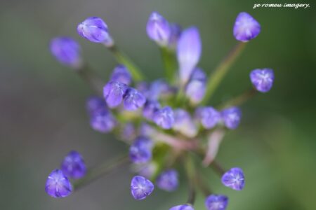 Cape Floral Kingdom Wonders