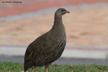 Cape Francolin (Francolinus capensis), Intaka Island