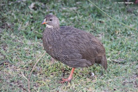 Cape Francolin (Francolinus capensis) on Safari Tour