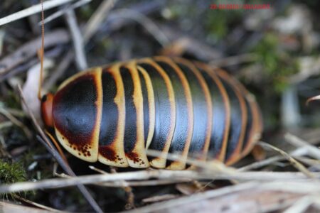 Cape Mountain Cockroach (Aptera fusca) on Constantia Neck Walk Cape Mountain Cockroach (Aptera fusca) on Constantia Neck Walk
