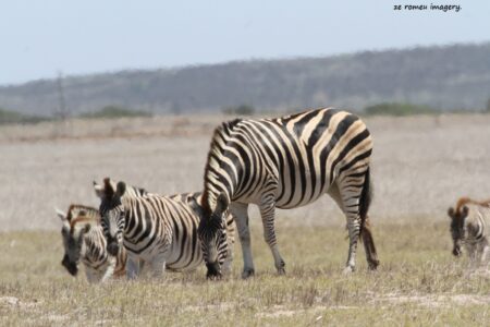 Cape Mountain Zebra [1] on Safari Tour