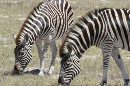 Cape Mountain Zebra [2] on Safari Tour