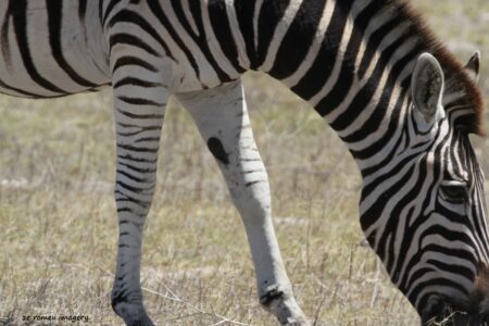 Cape Mountain Zebra [3] on Safari Tour