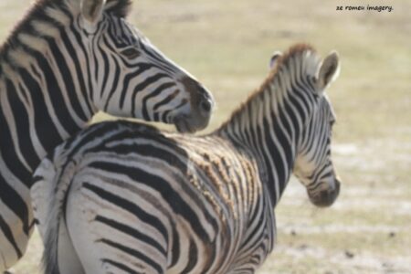 Cape Mountain Zebra [4] on Safari Tour
