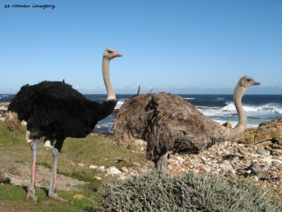 Cape Point Nature Reserve Tour 22 Cape Point Nature Reserve Tour 22