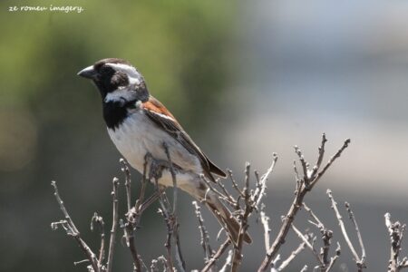 Cape Sparrow (Passer melanurus), Intaka Island