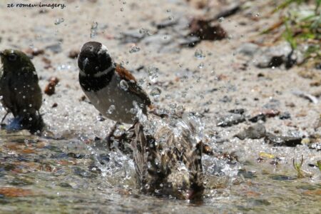 Cape Sparrow (Passer melanurus)