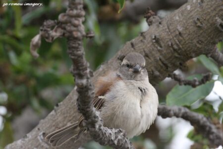 Cape Sparrow female ( Passer Melanurus ).Royal Ascot, Milnerton Birding Tours