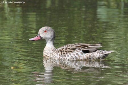 Cape Teal (Anas capensis) #1