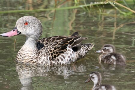 Cape Teal (Anas capensis) #2