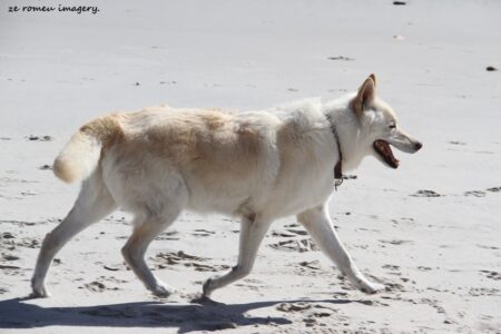 Cape Town Beaches [4]