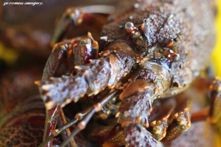 Cape Town Food Highlights [30]