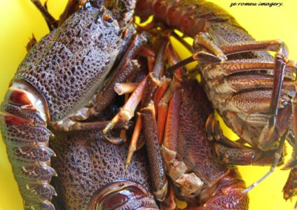 Cape Town Food Highlights [77]