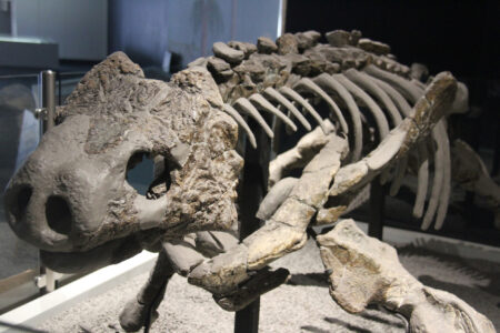 Cape Town Museum & Planetarium (105)