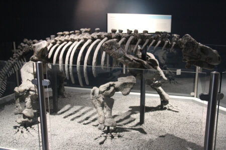 Cape Town Museum & Planetarium (107)