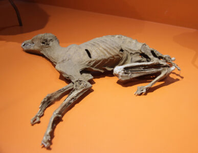 Cape Town Museum & Planetarium (109)
