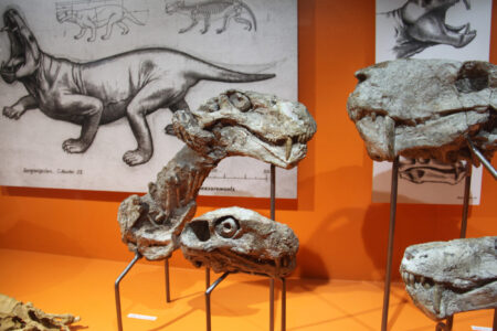 Cape Town Museum & Planetarium (111)