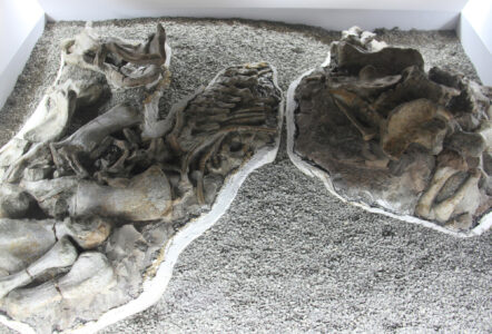 Cape Town Museum & Planetarium (112)