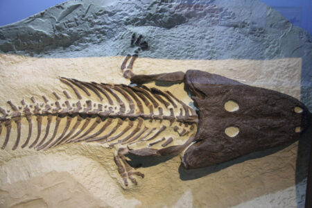 Cape Town Museum & Planetarium (113)