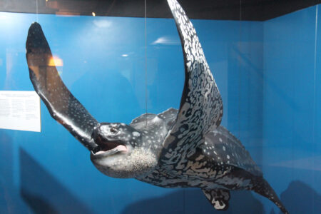 Cape Town Museum & Planetarium (19)