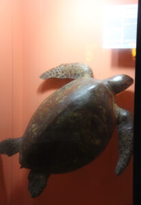 Cape Town Museum & Planetarium (20)