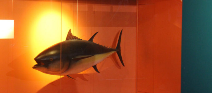 Cape Town Museum & Planetarium (21)
