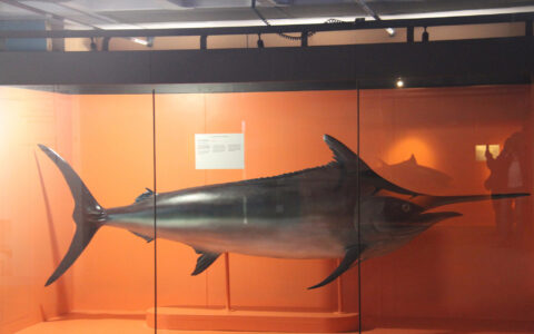 Cape Town Museum & Planetarium (22)