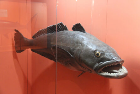 Cape Town Museum & Planetarium (23)