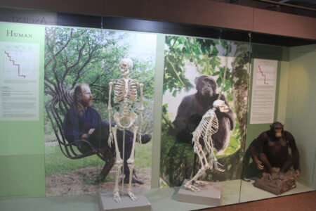 Cape Town Museum & Planetarium (24)