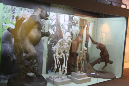Cape Town Museum & Planetarium (25)