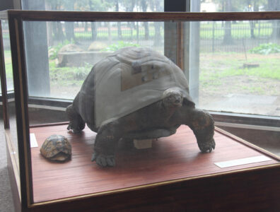 Cape Town Museum & Planetarium (26)