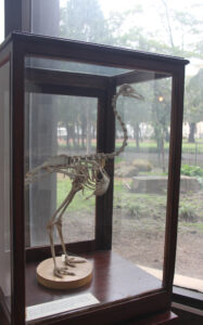 Cape Town Museum & Planetarium (27)