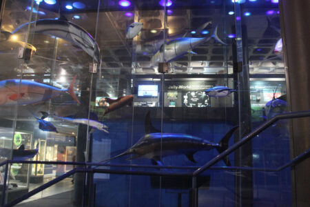 Cape Town Museum & Planetarium (29)