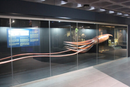 Cape Town Museum & Planetarium (30)