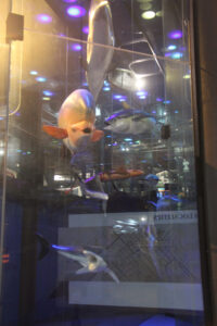 Cape Town Museum & Planetarium (31)