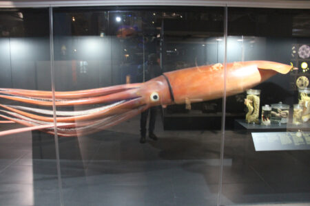 Cape Town Museum & Planetarium (33)