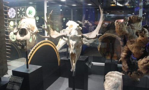 Cape Town Museum & Planetarium (34)