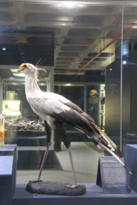 Cape Town Museum & Planetarium (35)
