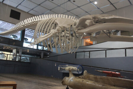 Cape Town Museum & Planetarium (36)