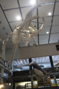 Cape Town Museum & Planetarium (37)