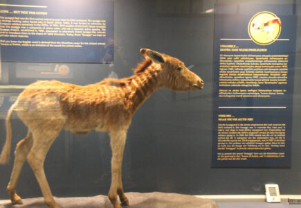 Cape Town Museum & Planetarium (38)