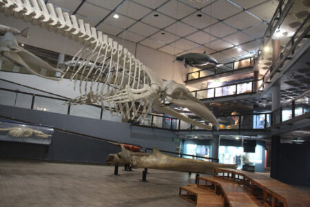 Cape Town Museum & Planetarium (39)