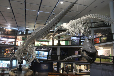 Cape Town Museum & Planetarium (41)