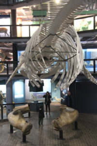 Cape Town Museum & Planetarium (42)