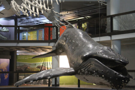 Cape Town Museum & Planetarium (43)