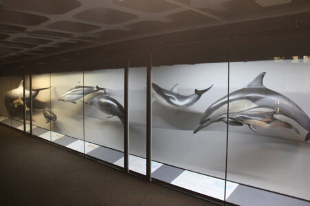 Cape Town Museum & Planetarium (44)