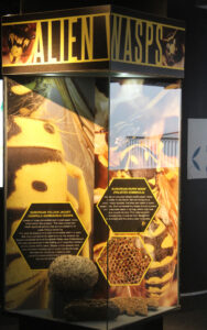 Cape Town Museum & Planetarium (49)