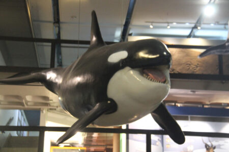 Cape Town Museum & Planetarium (50)